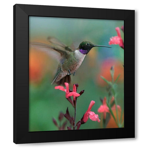 Black Chinned Hummingbird Black Modern Wood Framed Art Print with Double Matting by Fitzharris, Tim