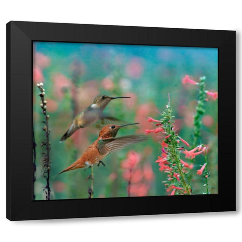 Rufous Hummingbird and Broad Tailed Hummingbird Black Modern Wood Framed Art Print by Fitzharris, Tim