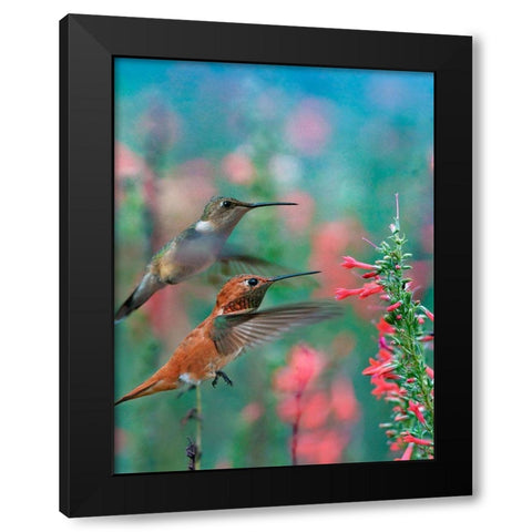 Rufous Hummingbird and Broad Tailed Hummingbirds at Penstemon Black Modern Wood Framed Art Print with Double Matting by Fitzharris, Tim