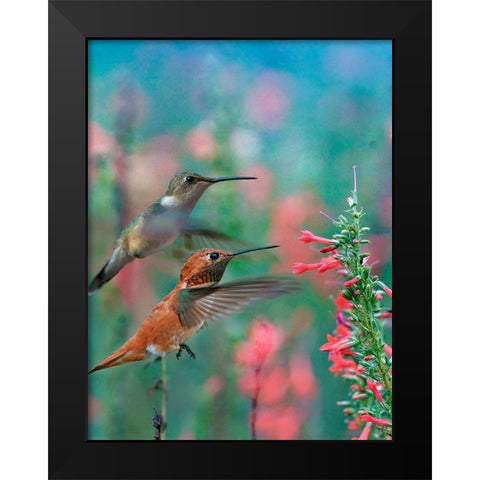 Rufous Hummingbird and Broad Tailed Hummingbirds at Penstemon Black Modern Wood Framed Art Print by Fitzharris, Tim