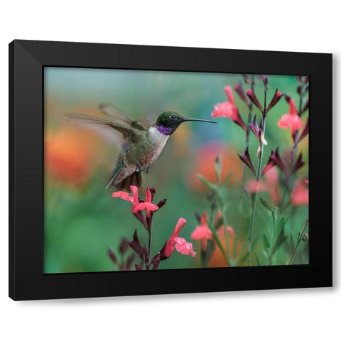 Black Chinned Hummingbird Black Modern Wood Framed Art Print with Double Matting by Fitzharris, Tim