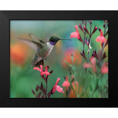 Black Chinned Hummingbird Black Modern Wood Framed Art Print by Fitzharris, Tim