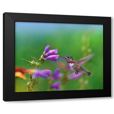 Caliope Hummingbird feeding at Penstemon Black Modern Wood Framed Art Print with Double Matting by Fitzharris, Tim