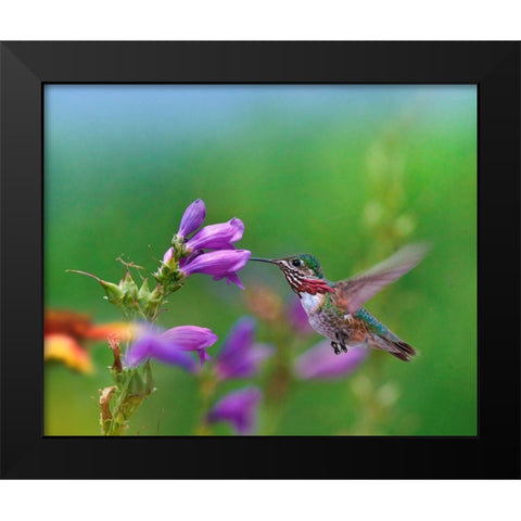 Caliope Hummingbird feeding at Penstemon Black Modern Wood Framed Art Print by Fitzharris, Tim