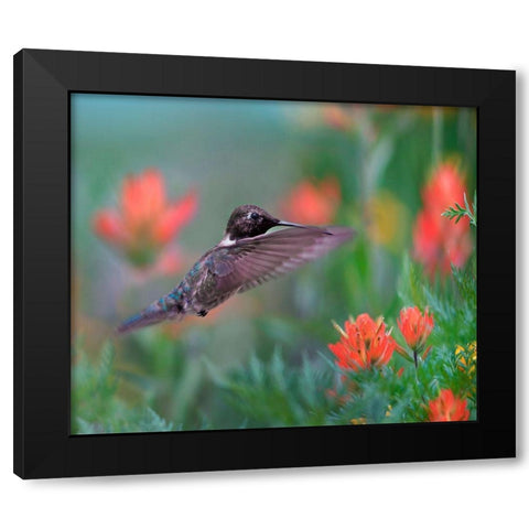 Black Chinned Hummingbird with Indian Paintbrush Black Modern Wood Framed Art Print with Double Matting by Fitzharris, Tim