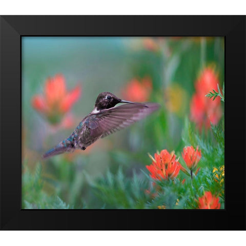 Black Chinned Hummingbird with Indian Paintbrush Black Modern Wood Framed Art Print by Fitzharris, Tim