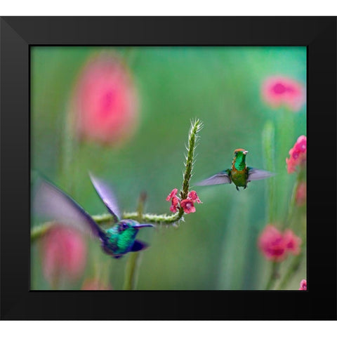 Tifted Coquette Hummingbird Black Modern Wood Framed Art Print by Fitzharris, Tim