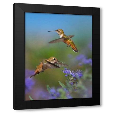 Broad Tailed Hummingbird Black Modern Wood Framed Art Print with Double Matting by Fitzharris, Tim