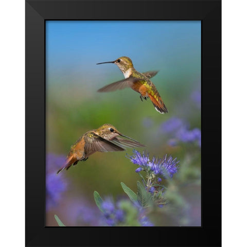 Broad Tailed Hummingbird Black Modern Wood Framed Art Print by Fitzharris, Tim