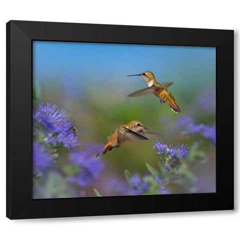 Broad Tailed Hummingbirds Black Modern Wood Framed Art Print with Double Matting by Fitzharris, Tim