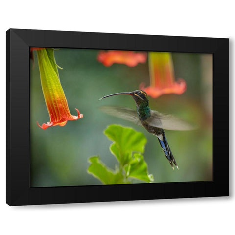 Green Hermit Hummingbird Black Modern Wood Framed Art Print by Fitzharris, Tim