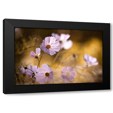 The Lion King Black Modern Wood Framed Art Print by Bravin, Fabien