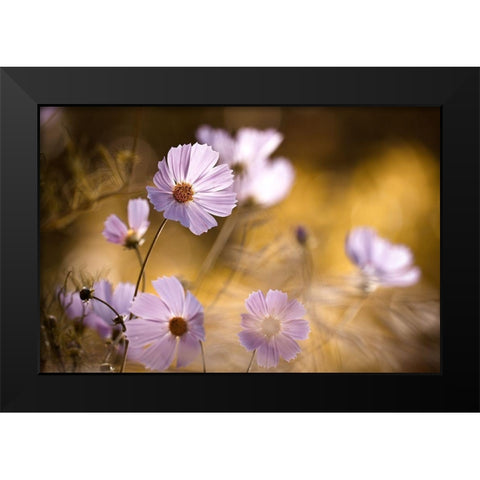 The Lion King Black Modern Wood Framed Art Print by Bravin, Fabien