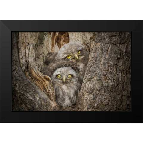 Civ and Civ Black Modern Wood Framed Art Print by Ghizzi Panizza, Alberto