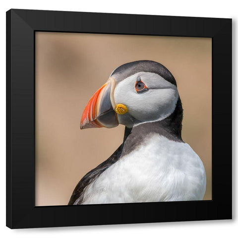 Portrait Black Modern Wood Framed Art Print by Galus, Piotr