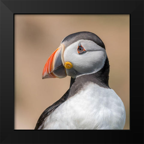 Portrait Black Modern Wood Framed Art Print by Galus, Piotr