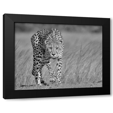 Focused predator Black Modern Wood Framed Art Print with Double Matting by Marx, Jaco