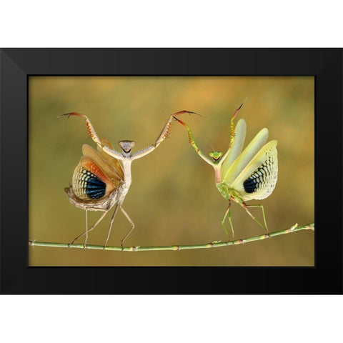 Show Time Black Modern Wood Framed Art Print by Baglar, Hasan