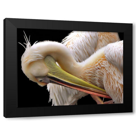 Toileting... Black Modern Wood Framed Art Print with Double Matting by Dufour, Thierry