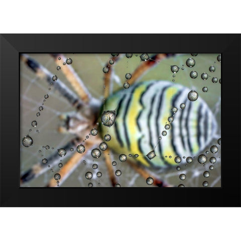The mirror of the spider Black Modern Wood Framed Art Print by Ghizzi Panizza, Alberto