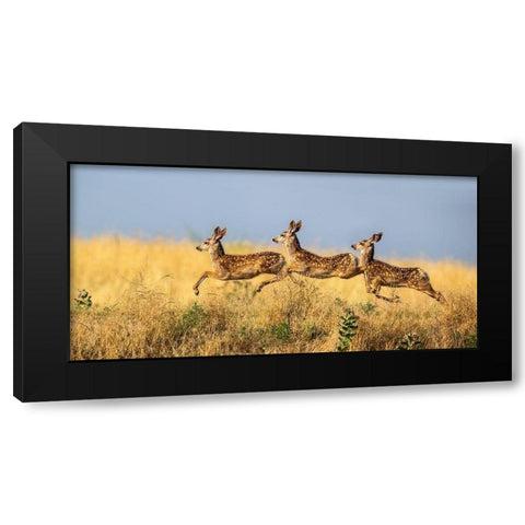 Tripple Jump Black Modern Wood Framed Art Print by Verdon