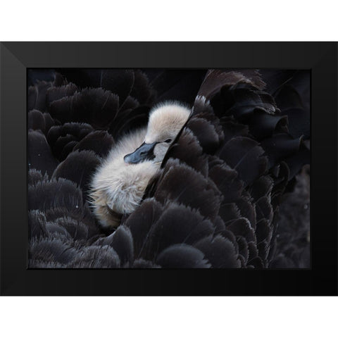 Pickaback Black Modern Wood Framed Art Print by Tjandra, C.S.