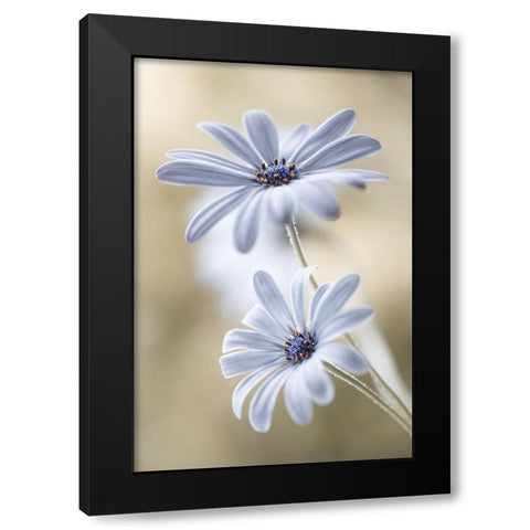 Cape daisies Black Modern Wood Framed Art Print by Disher, Mandy