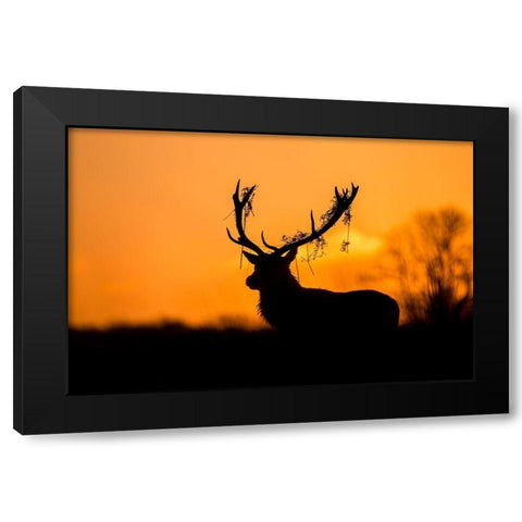 Red Deer Stag Silhouette Black Modern Wood Framed Art Print with Double Matting by Harling, Stuart