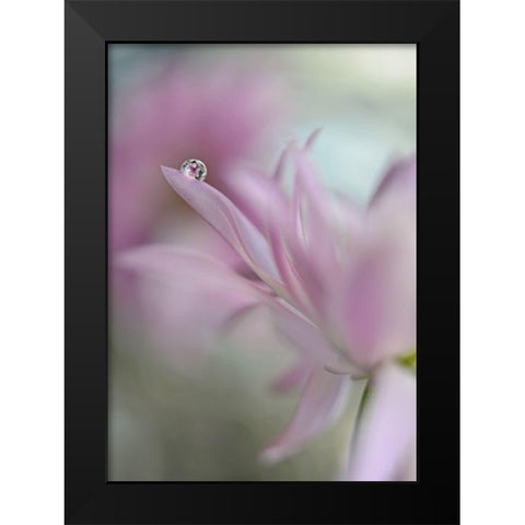 In pink delight Black Modern Wood Framed Art Print by Westum, Heidi