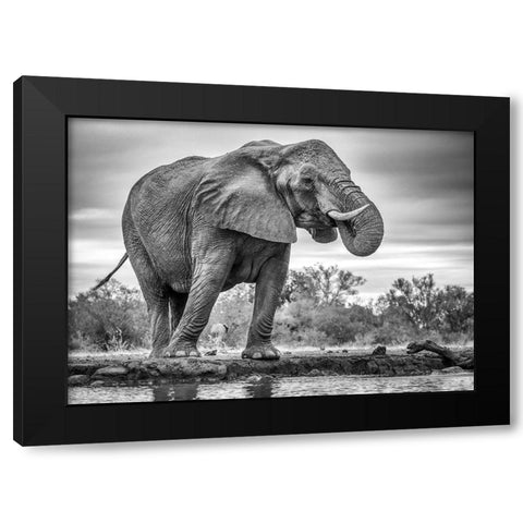 Standing Proud Black Modern Wood Framed Art Print with Double Matting by Marx, Jaco