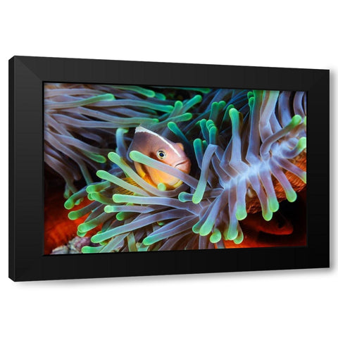 Clownfish Black Modern Wood Framed Art Print by Gabriel, Barathieu