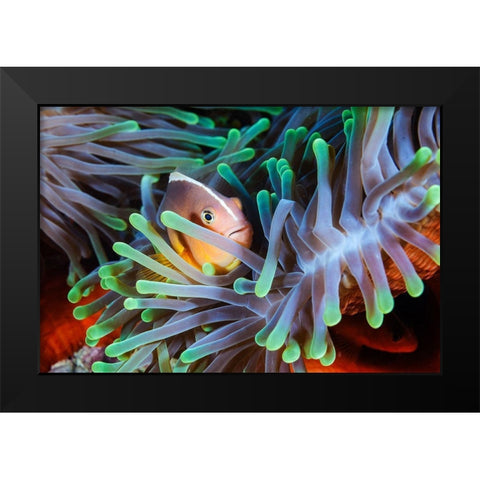 Clownfish Black Modern Wood Framed Art Print by Gabriel, Barathieu