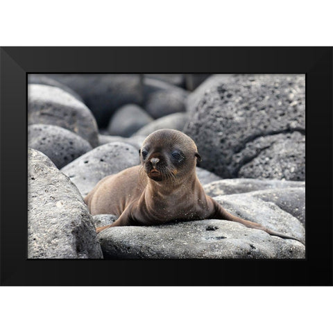 Galapagos Sea Lion pup Black Modern Wood Framed Art Print by Ben Tov, Ilan