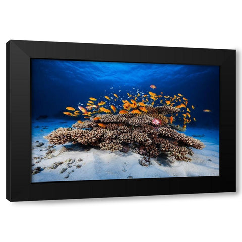 Marine Life Black Modern Wood Framed Art Print by Gabriel, Barathieu