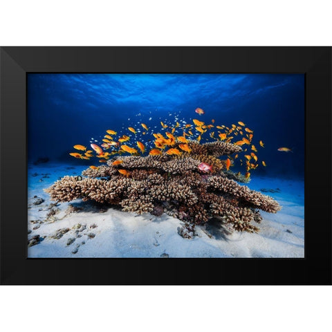Marine Life Black Modern Wood Framed Art Print by Gabriel, Barathieu