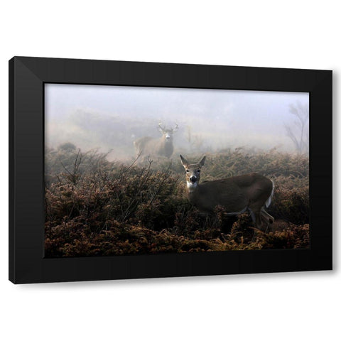 The rut in on  White tailed deer Black Modern Wood Framed Art Print by Cumming, Jim