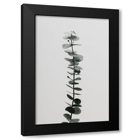 Eucalyptus Natural 02 Black Modern Wood Framed Art Print with Double Matting by Artographie Studio