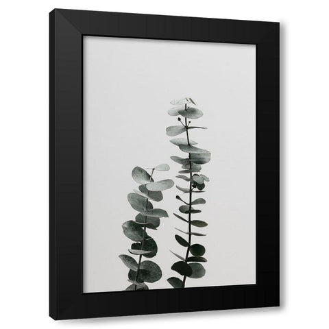 Eucalyptus Natural 03 Black Modern Wood Framed Art Print with Double Matting by Artographie Studio