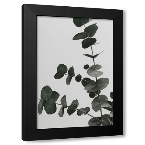 Eucalyptus Natural 05 Black Modern Wood Framed Art Print with Double Matting by Artographie Studio