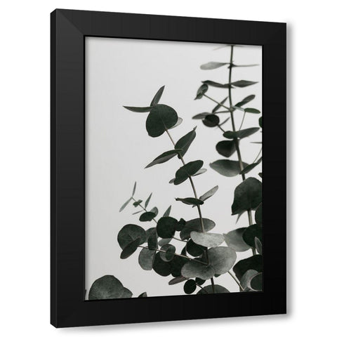 Eucalyptus Natural 08 Black Modern Wood Framed Art Print with Double Matting by Artographie Studio