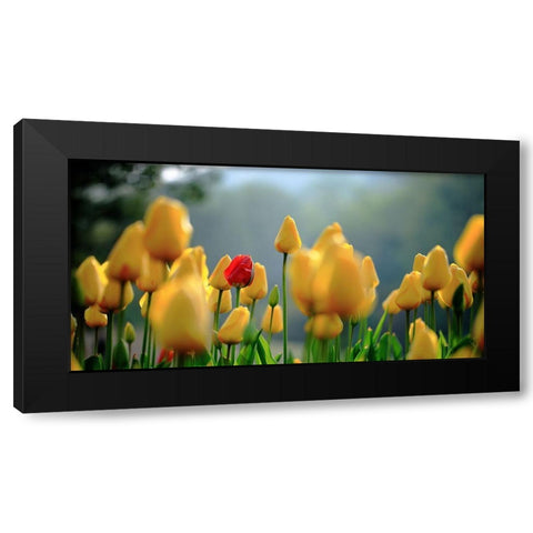 Yellow Flowers Black Modern Wood Framed Art Print with Double Matting by Hall, Harry