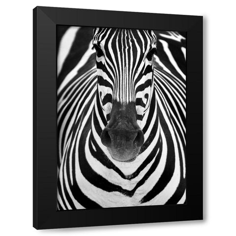 ZEBRA Black Modern Wood Framed Art Print by Luis Duran, Juan