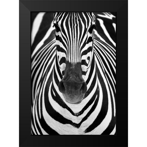 ZEBRA Black Modern Wood Framed Art Print by Luis Duran, Juan