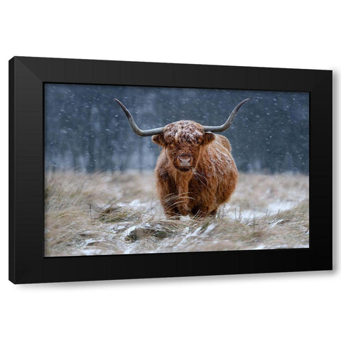 Snowy Highland cow Black Modern Wood Framed Art Print by Guijt, Richard