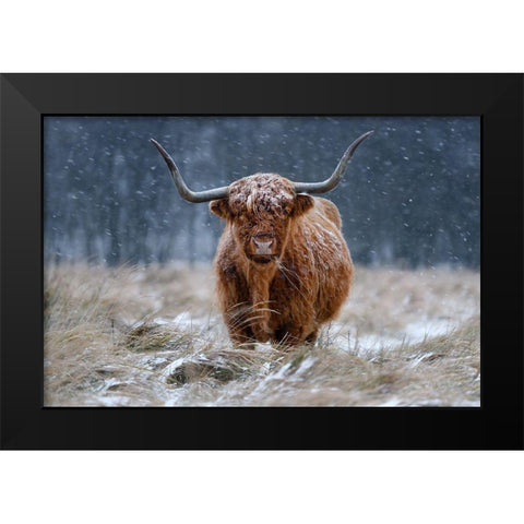 Snowy Highland cow Black Modern Wood Framed Art Print by Guijt, Richard