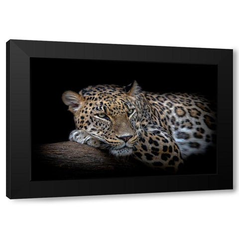 Leopard resting Black Modern Wood Framed Art Print by Nauzet Baez Photography