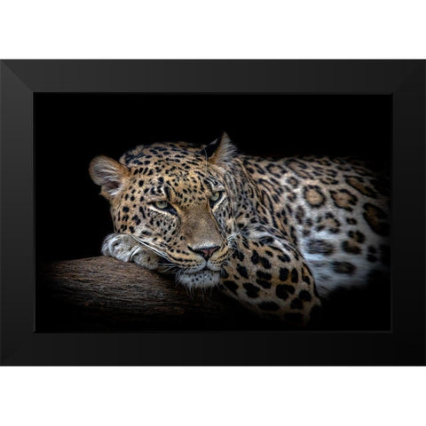Leopard resting Black Modern Wood Framed Art Print by Nauzet Baez Photography