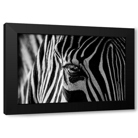 Abstract Zebra Black Modern Wood Framed Art Print by darnell, roy