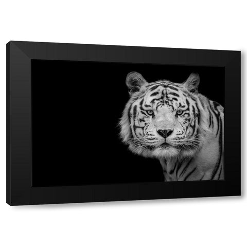 Bengal White Tiger Black Modern Wood Framed Art Print by Nauzet Baez Photography