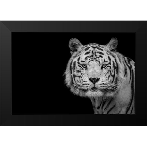 Bengal White Tiger Black Modern Wood Framed Art Print by Nauzet Baez Photography